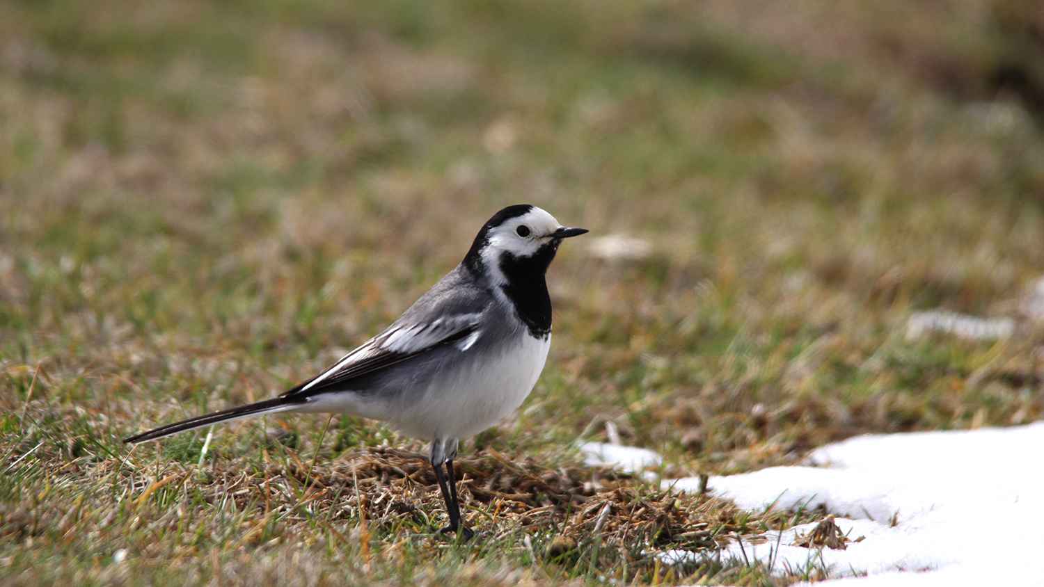 White Wagtail